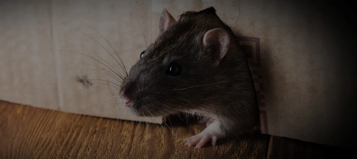 Rat Removal