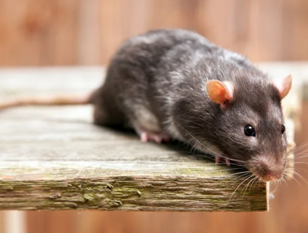 Rat Control