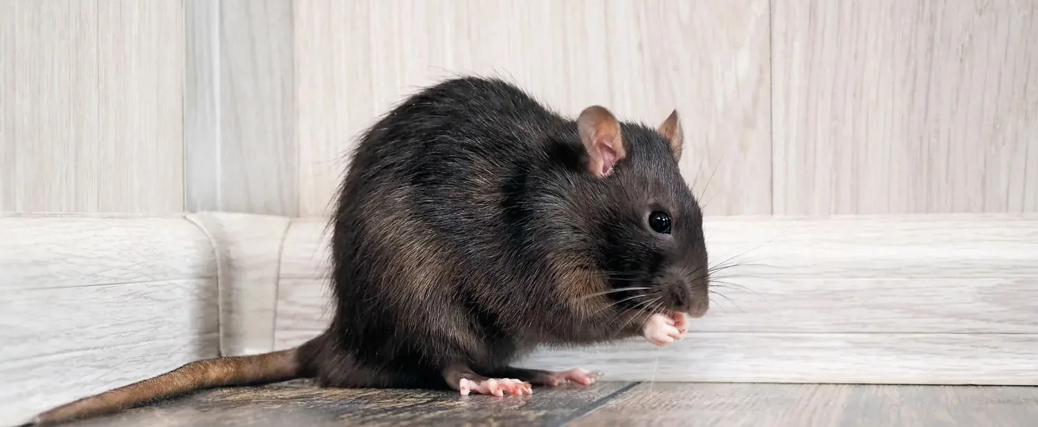 What Rodent Lives the Longest?