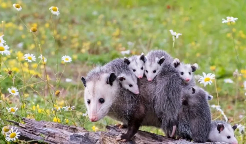 Reasons Why Animals Have Spring Babies and What You Can Do About It