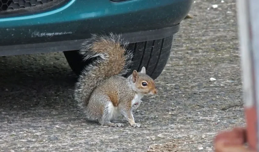 Safe Squirrel Removal Methods For Your Vehicle