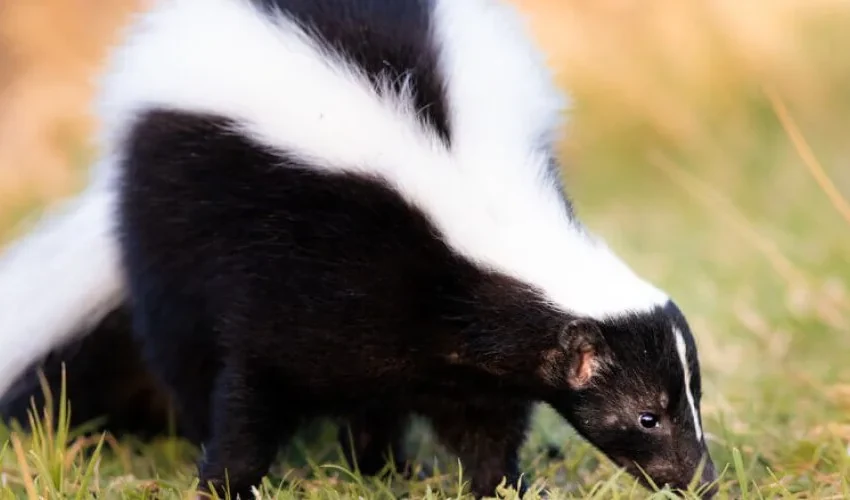 Skunk Problem? Animal Remover Discusses Why Skunks Are Active in September and How to Get Rid of that Smell