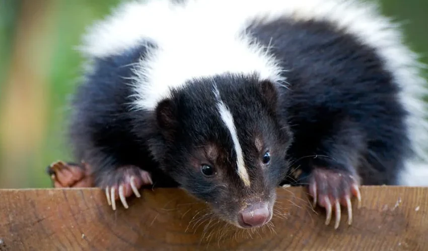 Are Skunks Dangerous? Our Skunk Removal Expert Answers