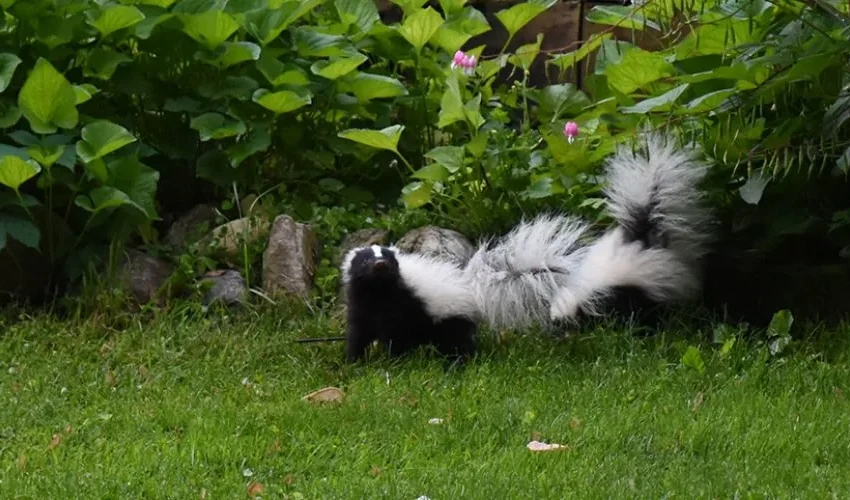 Skunk Removal: Plants in Your Yard That Keep Skunks Away