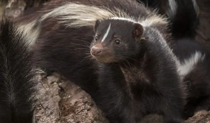Skunk Removal Tips for Getting Rid of Skunk Odor