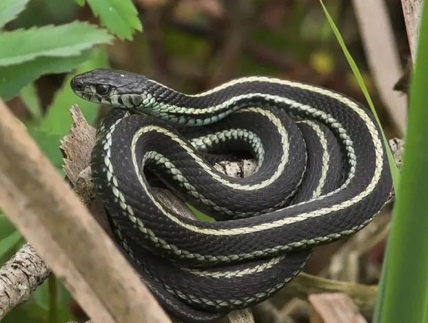 Snake habitats