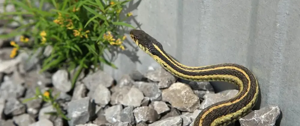 Snake Removal Tips