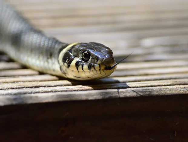 Snake basking after feeding