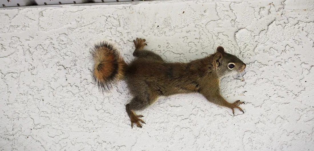 Squirrel Removal Services Beavercreek, OH