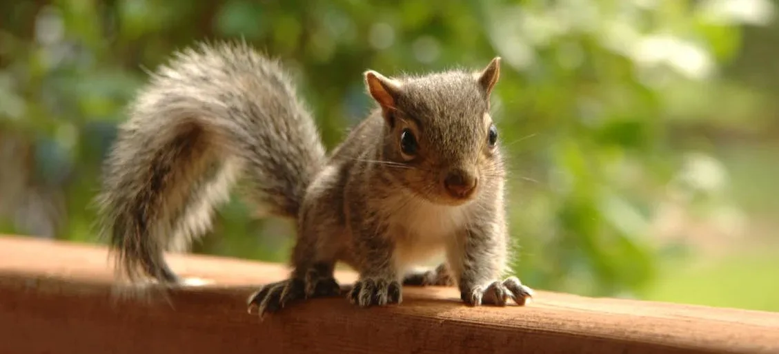 Squirrel Removal
