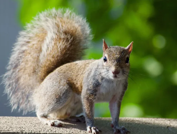 Squirrel Removal Services