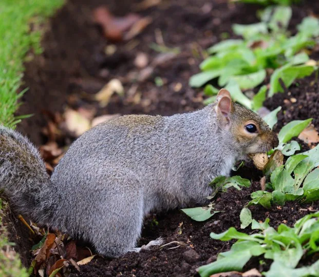 Our Comprehensive Squirrel Removal Process