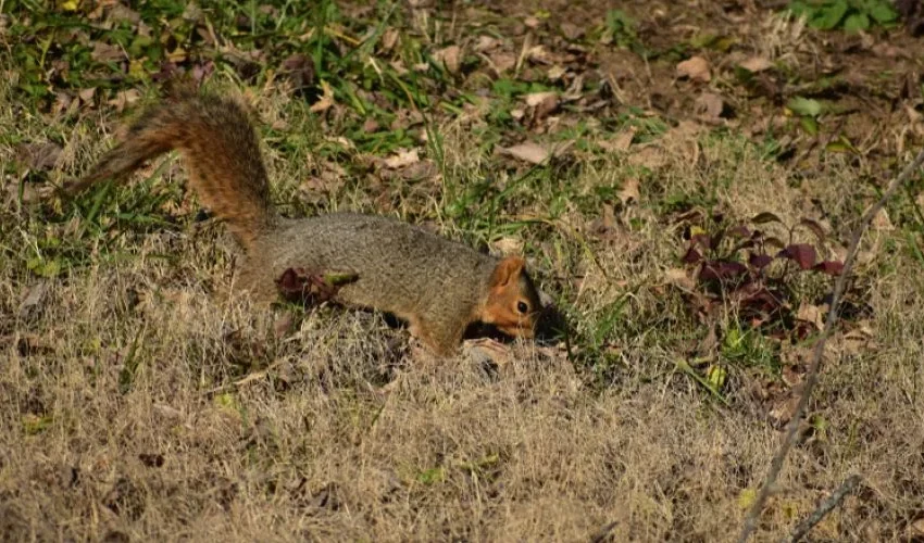 Squirrel Removal: What Seasons Will You See Squirrels?