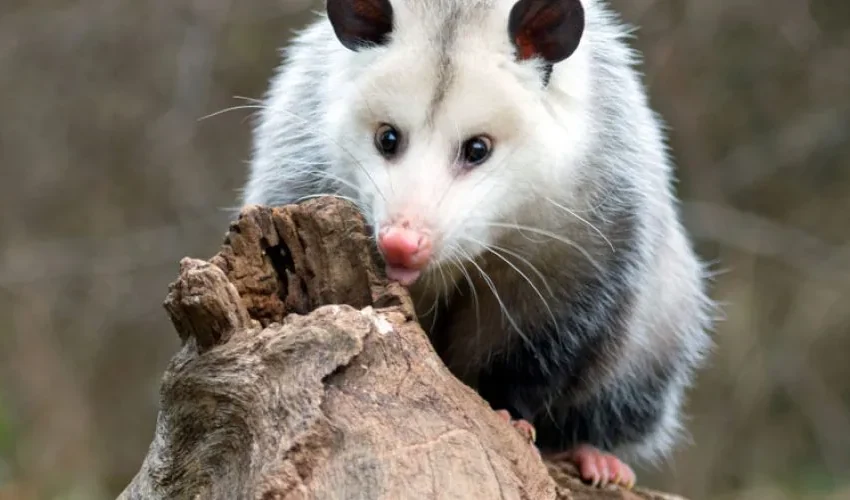Tactics to Keep Opossums Out of Your Yard