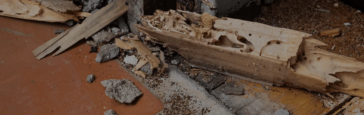 Termite Removal Services Beavercreek, OH