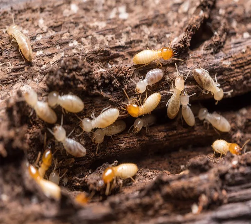 Termite Removal Services