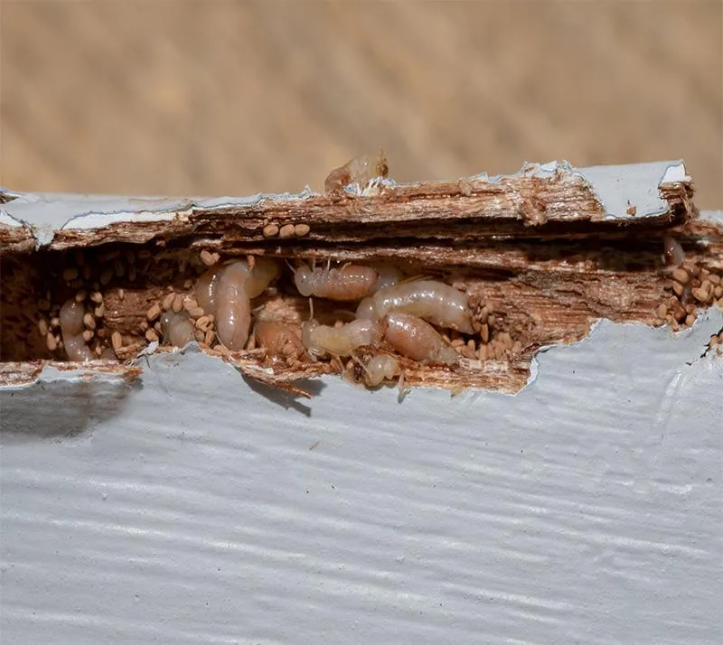 Complete Termite Extermination & Restoration