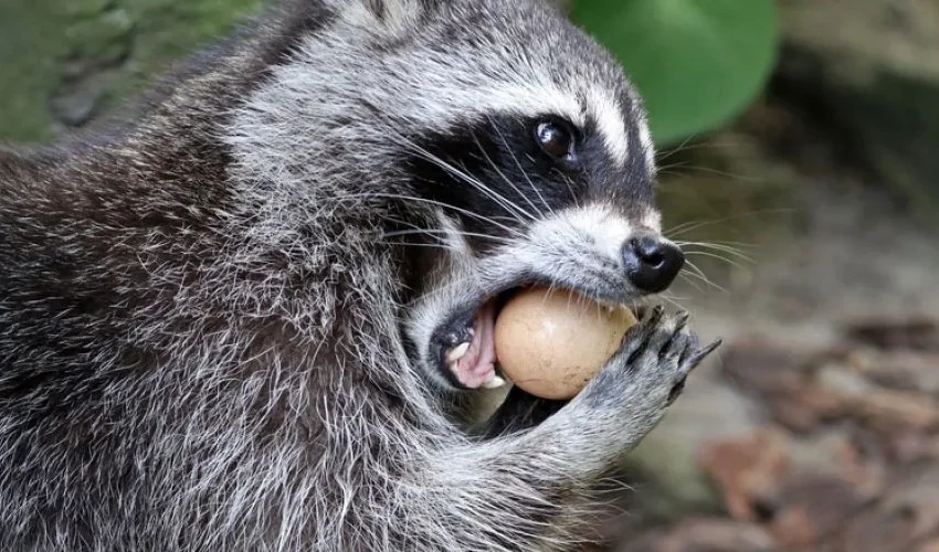 The Raccoon Removal Experts Discuss What Raccoons Eat