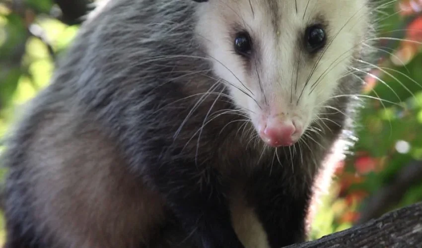 Top Reasons Why Opossums Are Near Your Home