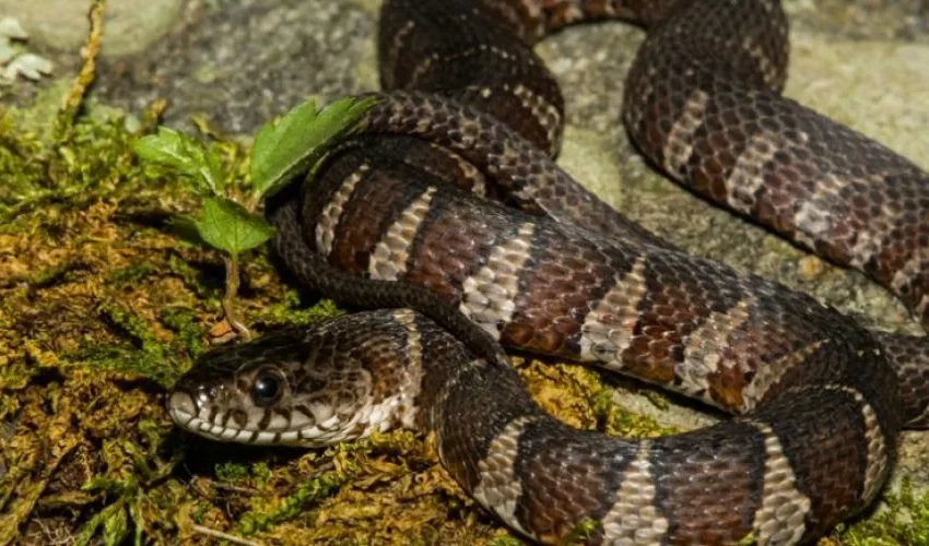 Types of Snakes and Snake Removal in Ohio: What You Need to Know From Animal Remover