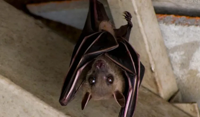 What Happens If You See Bats in Your Basement? Our Bat Removal Expert Explains