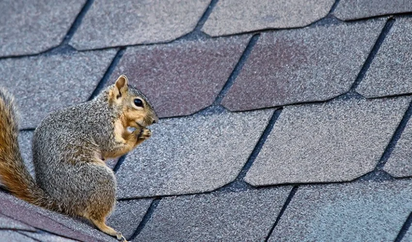 What to Do When You Need Animal Removal on Your Roof
