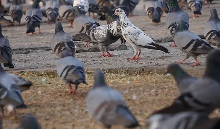 Why Pigeon Removal Is Important for Cities and Towns
