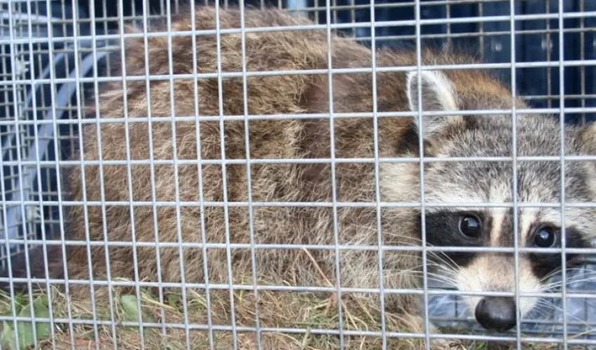 Why Raccoon Removal Is Vital During the Summer