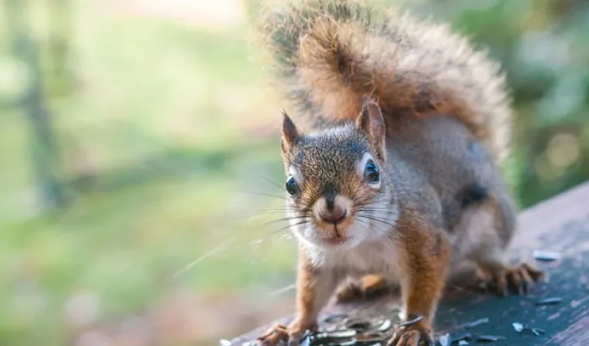 Squirrel Removal: Why Squirrel Repellent Doesn’t Work
