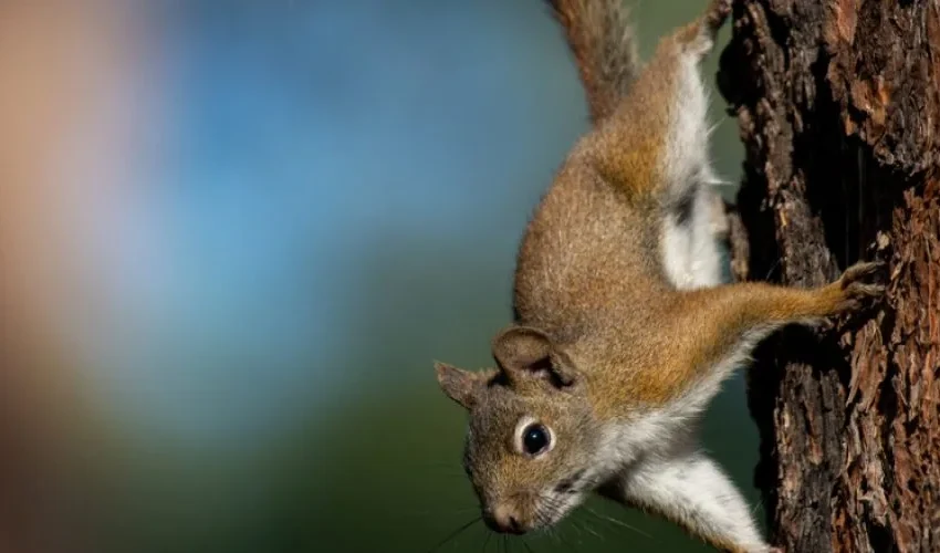 Why You Need a Squirrel Removal Service in the Summer