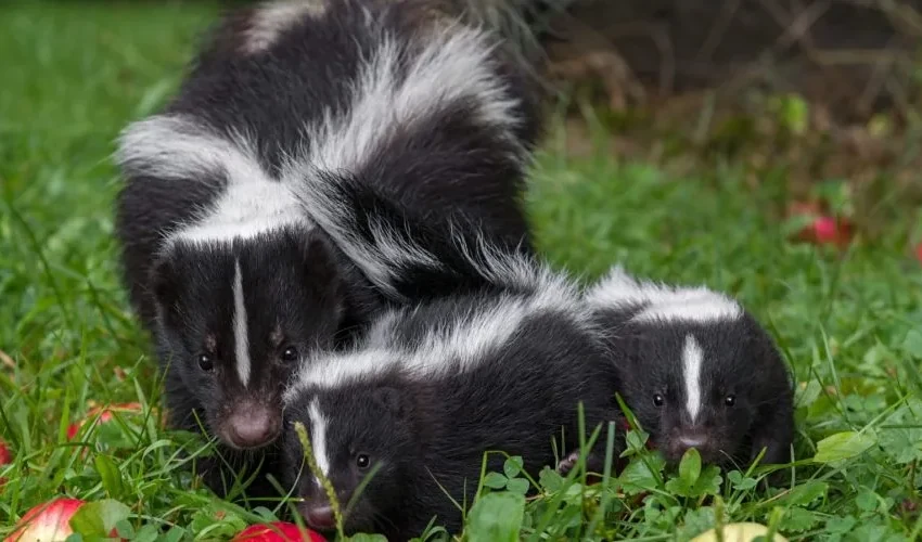 Wild Animal Control: Why Do I Smell More Skunks in the Summer?