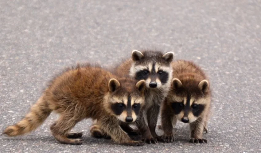 Wildlife Control: Finding Baby Raccoons on Your Property