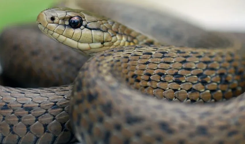 Wildlife Control: How to Prevent a Snake from Entering Your Home