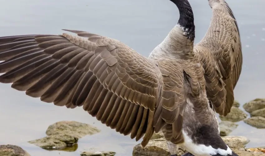Wildlife Control: How to Protect Yourself from an Attacking Goose