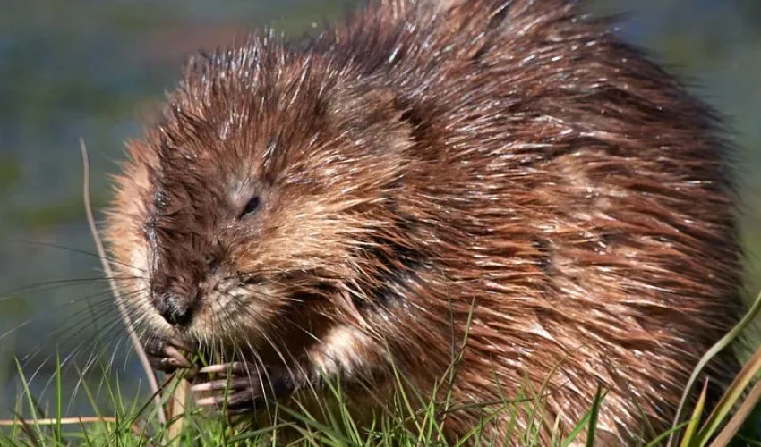 Wildlife Control: Identifying Muskrat Invasion Early