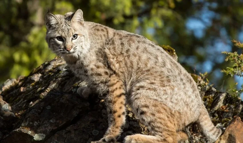 Wildlife Control: Keeping Bobcats Away From Your Home
