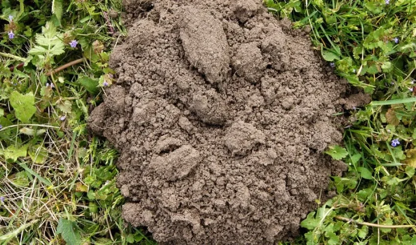 Wildlife Control Tips: How to Tell What Kind of Animal is Living in Your Yard
