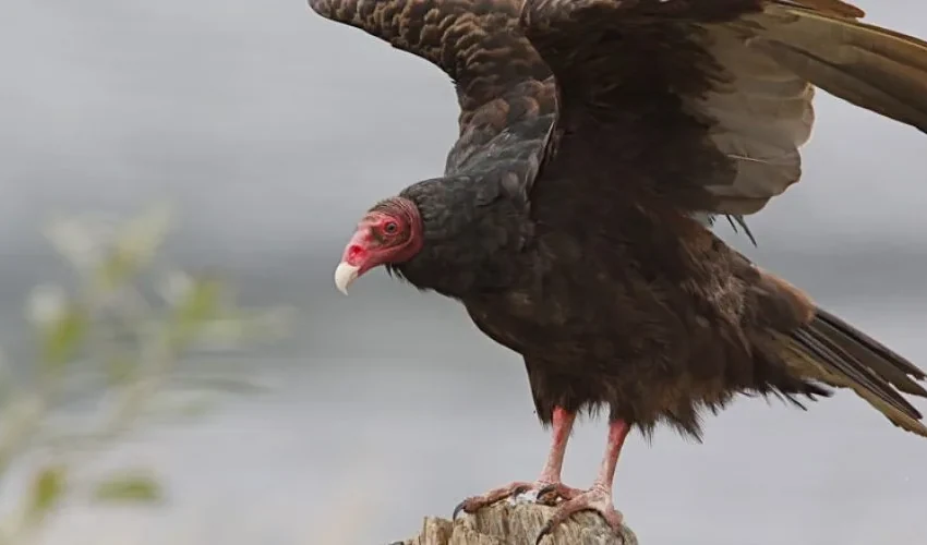 Wildlife Management for Turkey Vultures