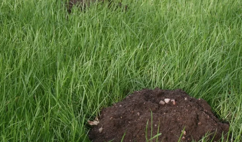 Yard Mole Removal and Your Outdoor Pets