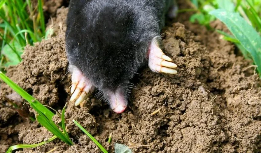 Yard Mole Removal: Everything You Need to Know