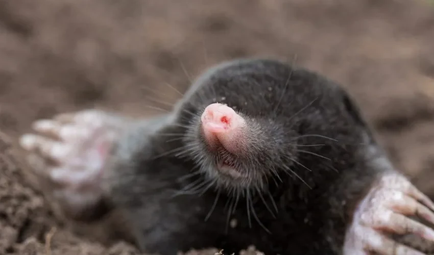 Yard Mole Removal: Facts About Moles