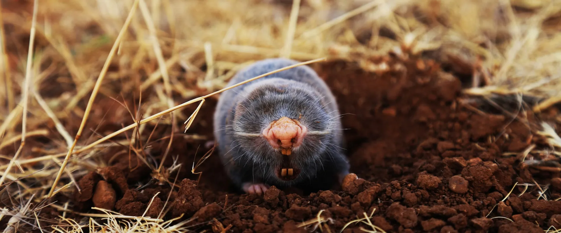 Mole Removal