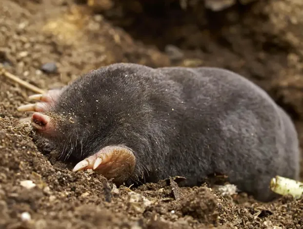 Comprehensive Yard Mole Removal Services in Cincinnati