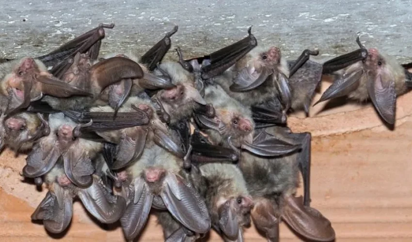 You Have a Bat Emergency! Now What? Our Bat Removal Expert Explains