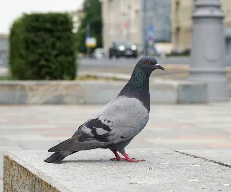 Pigeon