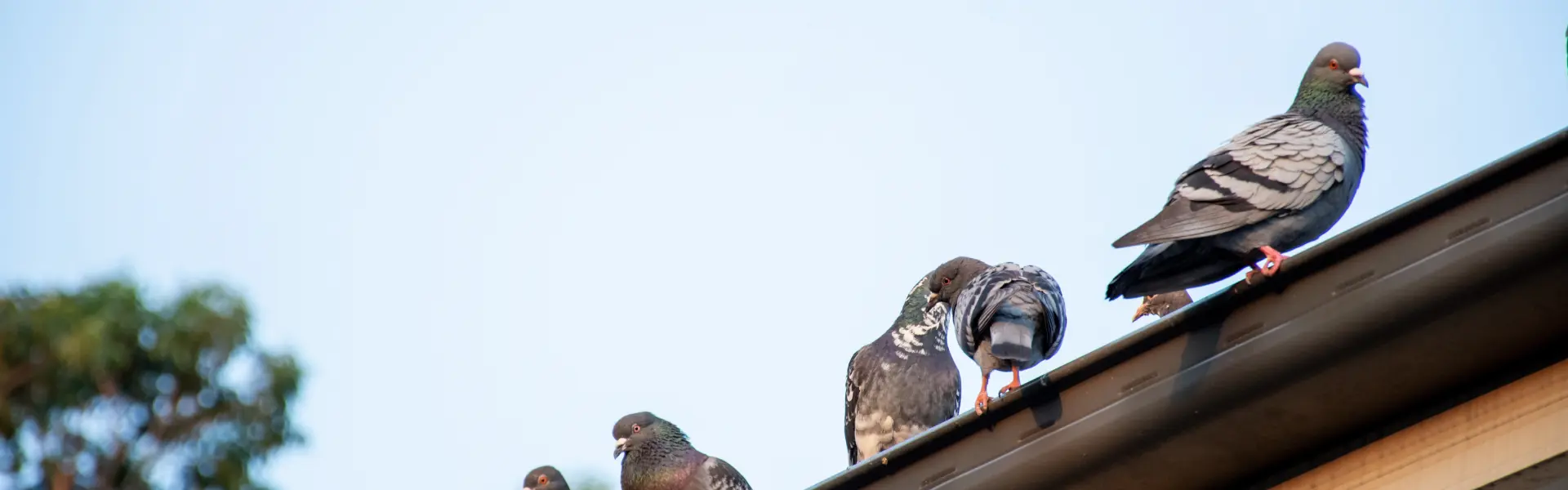 A group of pigeons perched on the gutter of a Cincinnati home. Contact Animal Remover for animal damage prevention services.