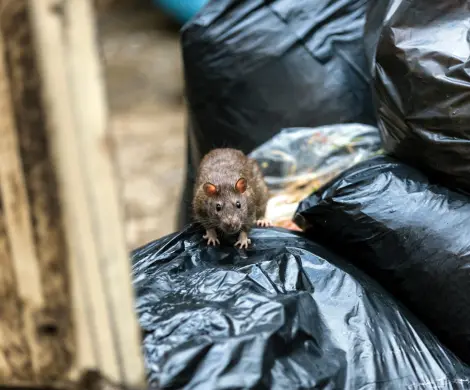 Mouse crawling on a garbage bag