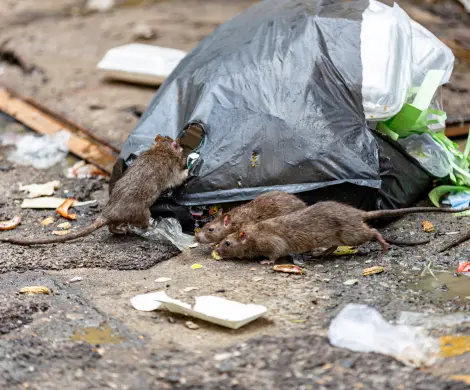Rats searching through garbage bag