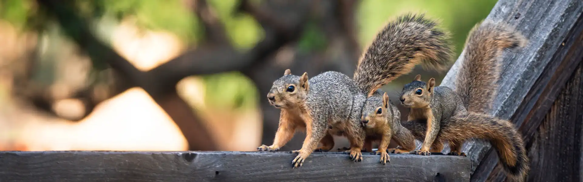 A family of Eastern fox squirrels on a fence. Call or contact Animal Remover for animal removal services in Cincinnati.