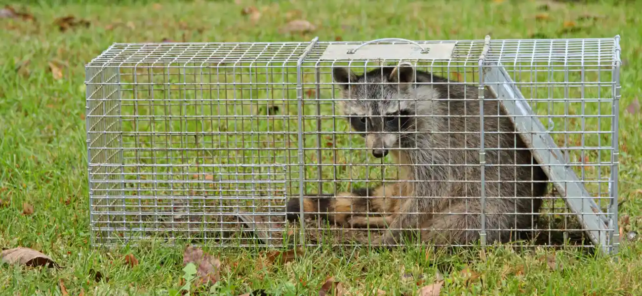 A raccoon safely trapped in a cage by Animal Remover.